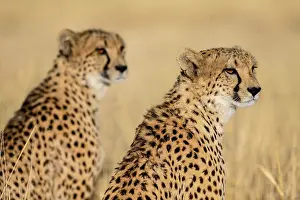 Two cheetahs (Acinonyx jubatus)