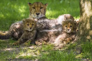 Cheetahs (Acinonyx jubatus), cheetah cubs