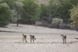 Cheetahs (Acinonyx jubatus), female and her two subadult male cubs in the dry and barren Auob riverbed