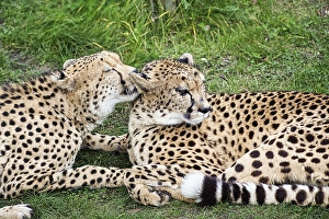 Two cheetahs (Acinonyx jubatus) in the grass