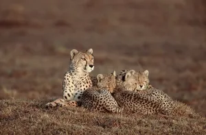 Cheetas, female with cubs, Massai Mara Game Reserve