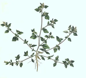 Chenopodium olidum, Goosefoot, Historic