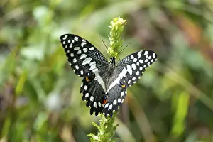 Chequered Swallowtail (Papilio demoleus)