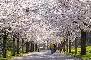 Cherry avenue, ornamental cherry blossom in Grugapark in Essen