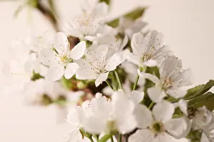Cherry blossom