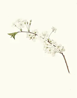Cherry Blossom, Amareno Cherry Blossom