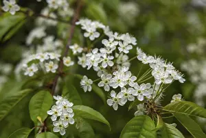 Cherry blossom branch in early spring