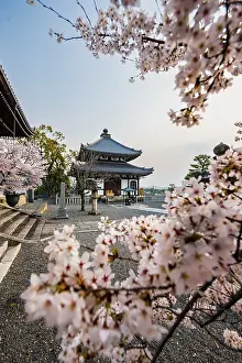 Cherry blossom at Buddhist temple