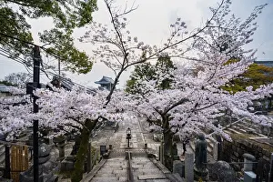Cherry Blossom, Konkai-Komyoji Temple