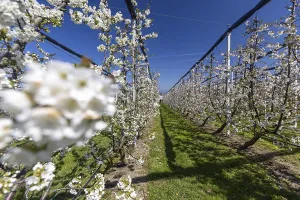 Cherry blossom, rows of flowering cherry trees
