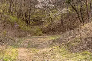 Cherry blossom tree beside path that leads into wooded area on mountainside in South Korea