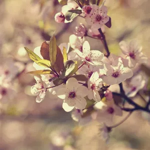 Cherry Blossom trees. Nature and Springtime background