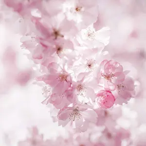 Cherry blossom in Vienna in spirngtime