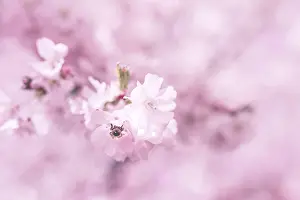 Cherry blossom in Vienna in spirngtime
