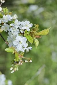 Cherry blossoms (Prunus avium)