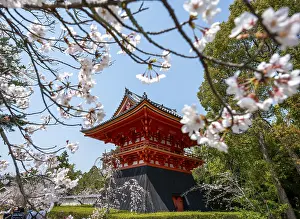 Cherry blossoms and red Shoro bell tower