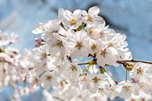 Cherry blossoms, Tokyo, Japan, Asia