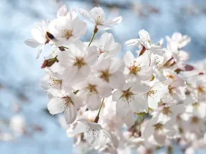 Cherry blossoms, Tokyo, Japan, Asia