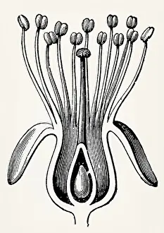 Cherry flower (Perigynous flower)