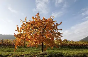 Cherry tree in autumn