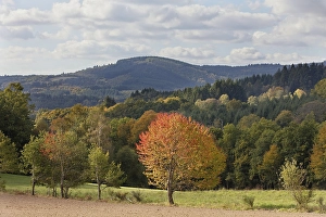 Cherry tree in autumnal landscape