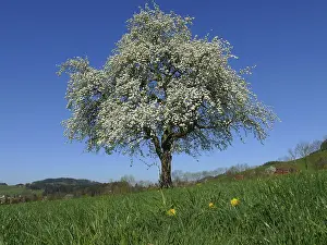 Cherry tree, blossoming in front of a farm in the Black Forest