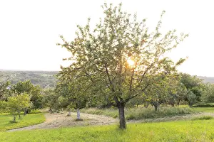 Cherry tree at sunset on the orchard near Owen