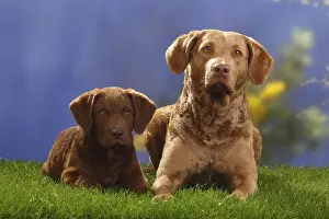 Chesapeake Bay Retriever with puppy, 14 weeks