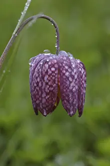 Chess flower, Fritillaria meleagris