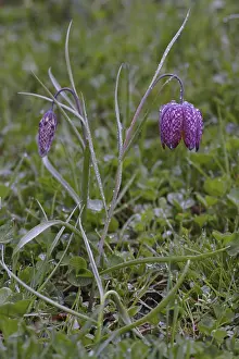 Chess flower, Fritillaria meleagris