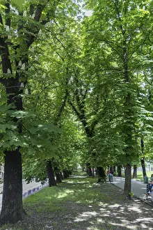 Chestnut Avenue (Castanea), Lviv, Ukraine