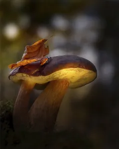Chestnut blush (Xerocomus badius)