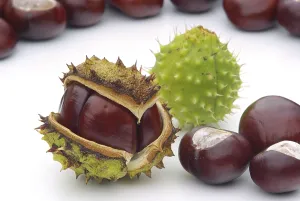 Chestnut, Chestnut