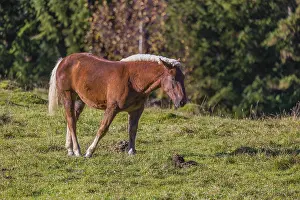 A chestnut colored Noriker horse or Norico-Pinzgauer stands on a sunny paddock