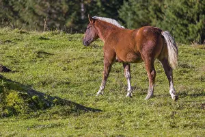 A chestnut colored Noriker horse or Norico-Pinzgauer stands on a sunny paddock