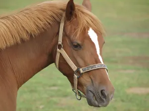 Chestnut coloured horse head with halter