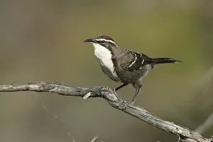 Chestnut-crowned Babbler (Pomatostomus ruficeps) perched on a branch