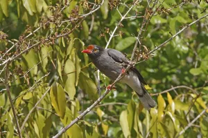 Chestnut-fronted Helmetshrike (Prionops scopifrons)