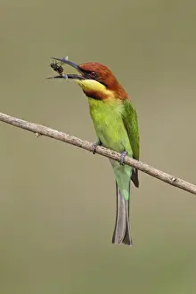 Chestnut-headed Bee-eater (Merops leschenaulti) eating bee