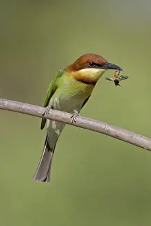 Chestnut-headed Bee-eater (Merops leschenaulti) perched on a branch with bee in beak
