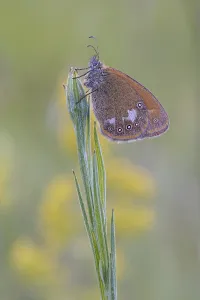 Chestnut Heath (Coenonympha glycerion) is located at Halm