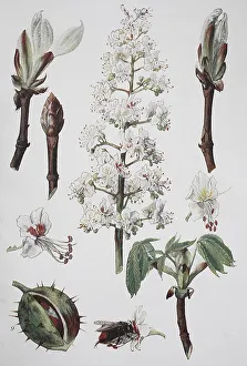 Chestnut, horse-chestnut (Aesculus hippocastanum)