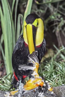 Category Wildlife DE Prints: Chestnut-mandibled Toucan (Ramphastos swainsonii) feeding on a smaller bird