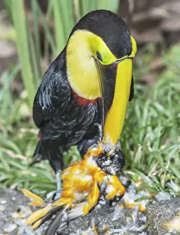 Category Wildlife DE Prints: Chestnut-mandibled Toucan (Ramphastos swainsonii) feeding on a smaller bird