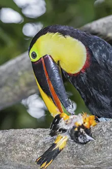 Category Wildlife DE Prints: Chestnut-mandibled Toucan (Ramphastos swainsonii) feeding on a smaller bird