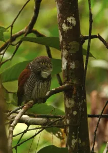 Chestnut Owl (Glaucidium castanonotum) adult