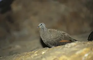 Chestnut-quilled Rock-Pigeon (Petrophassa rufipennis)