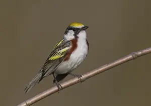 Chestnut-sided Warbler (Setophaga pensylvanica) male