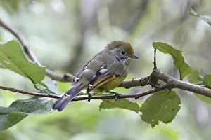 Chestnut-tailed Minla (Minla strigula yunnanensis)