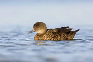 Chestnut Teal (Anas castanea) female preening